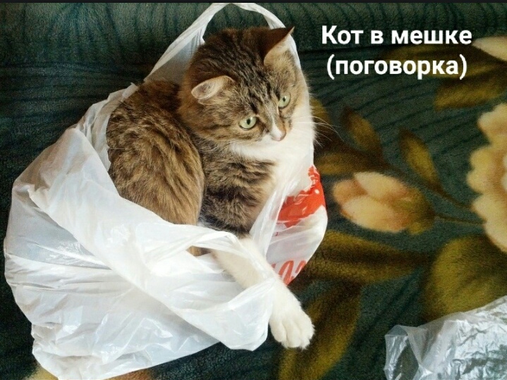 Кот в мешке 